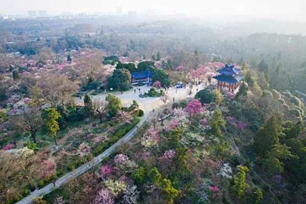 梅花山图片